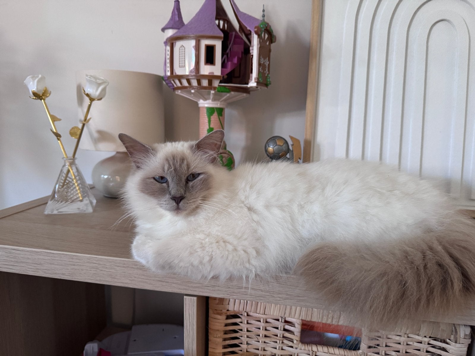 Heilige birmaan Sofie, Dieren en Toebehoren, Katten en Kittens | Overige Katten, Langharig, Poes, 3 tot 5 jaar