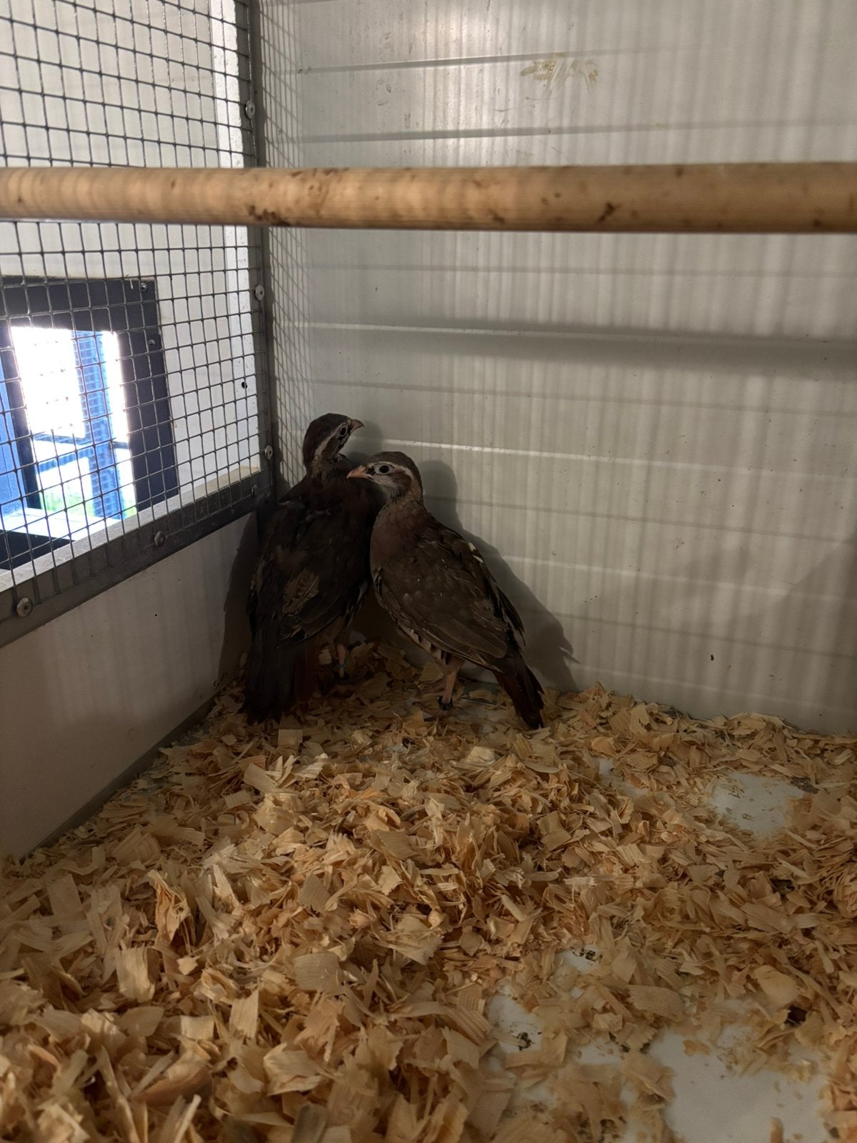Koppel roodpoot patrijzen 2026, Dieren en Toebehoren, Meerdere dieren, Overige soorten