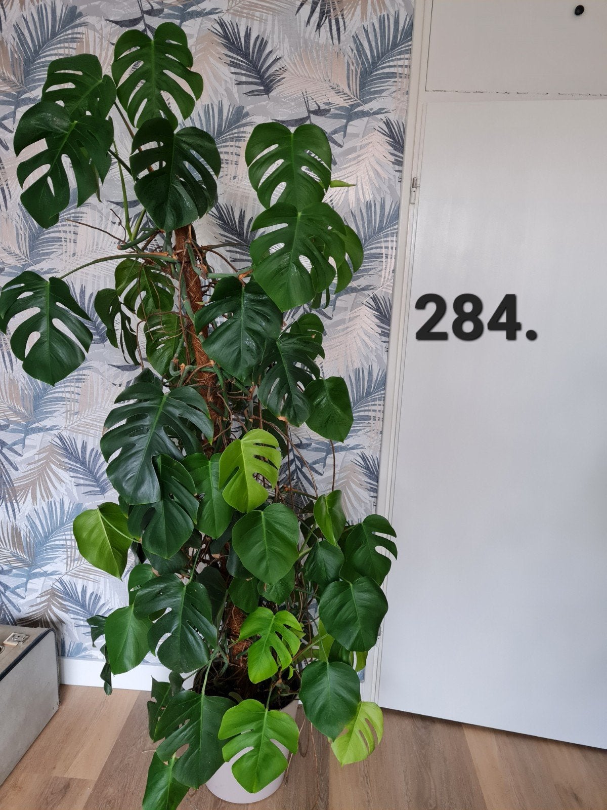 Monstera kamerplant, hele grote plant, 2 meter, Ophalen, 200 cm of meer