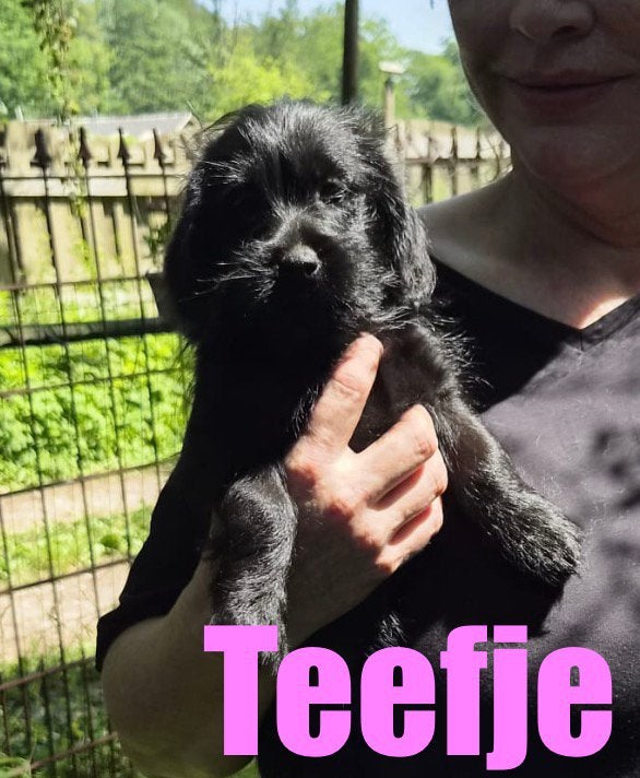 Ontzettend lieve en sociale Boomer pups 4 meiden  2 jongens, Parvo, Nederland, Overige rassen, 8 tot 15 weken