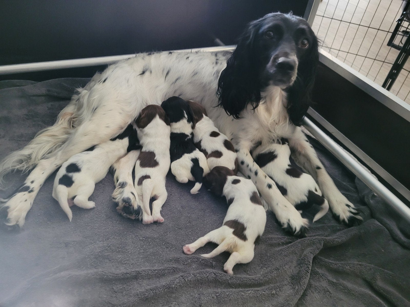 Engelse Springer Spaniel pups te koop, Parvo, 8 tot 15 weken, Meerdere, Meerdere dieren