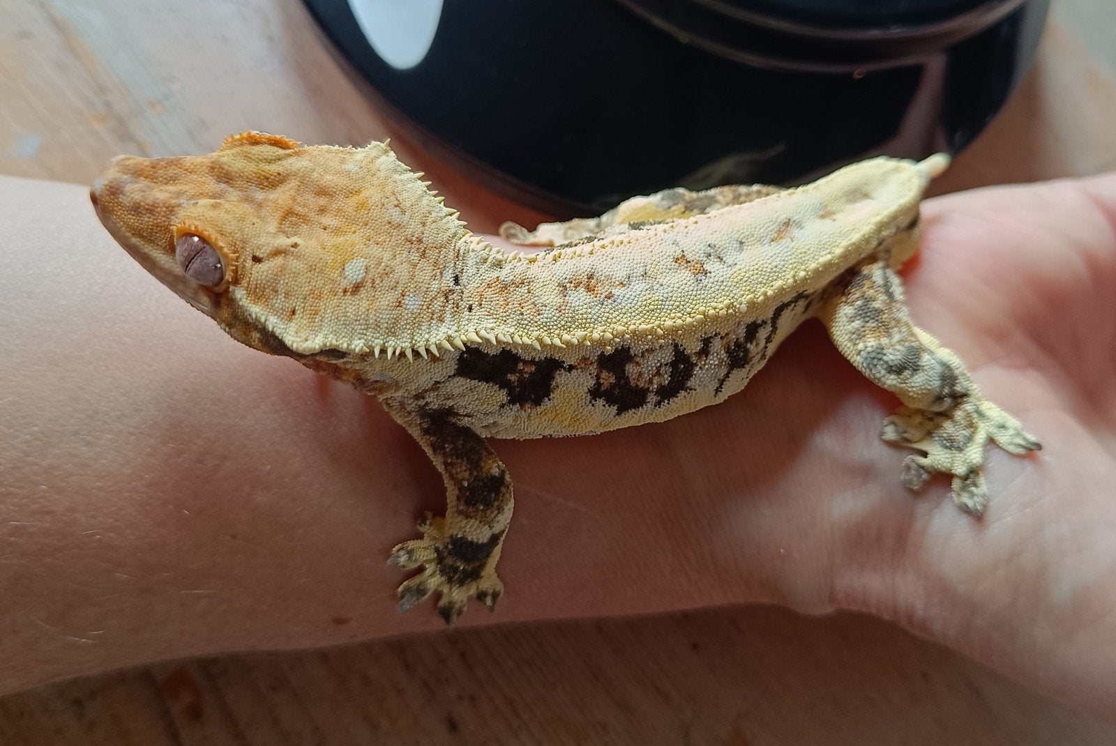 Wimpergekko man Lilly White frogbutt Crested Gecko - male for sale from Sabrina