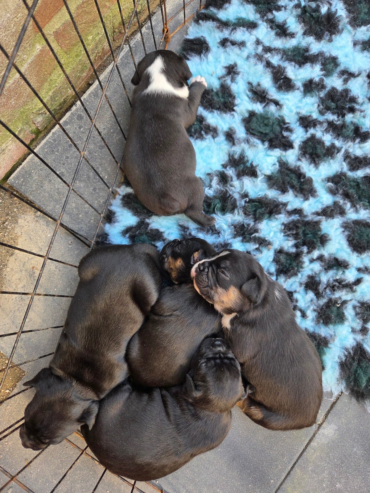 Amerikaanse  pocket  bully  X franse bulldog, Dieren en Toebehoren, Honden | Bulldogs, Pinschers en Molossers, 8 tot 15 weken