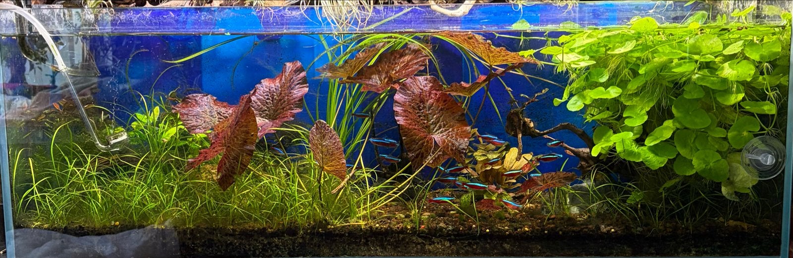 Aquarium shallow, Dieren en Toebehoren