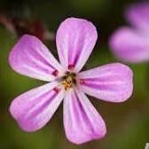 Robertskruid mooie elegante plant Medicinaal inheems bloei!, Ophalen, Bodembedekkers, Vaste plant, Halfschaduw