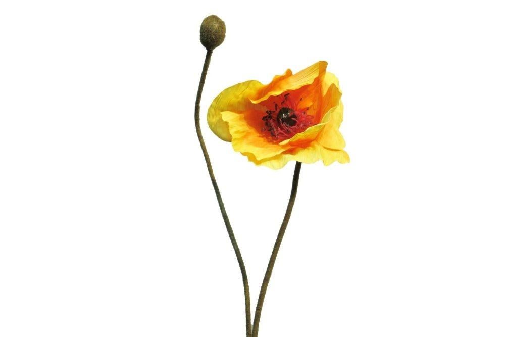Kunstbloem Papaver Crème Roze Geel Countryfield, Binnen, N.v.t., N.v.t., Nieuw