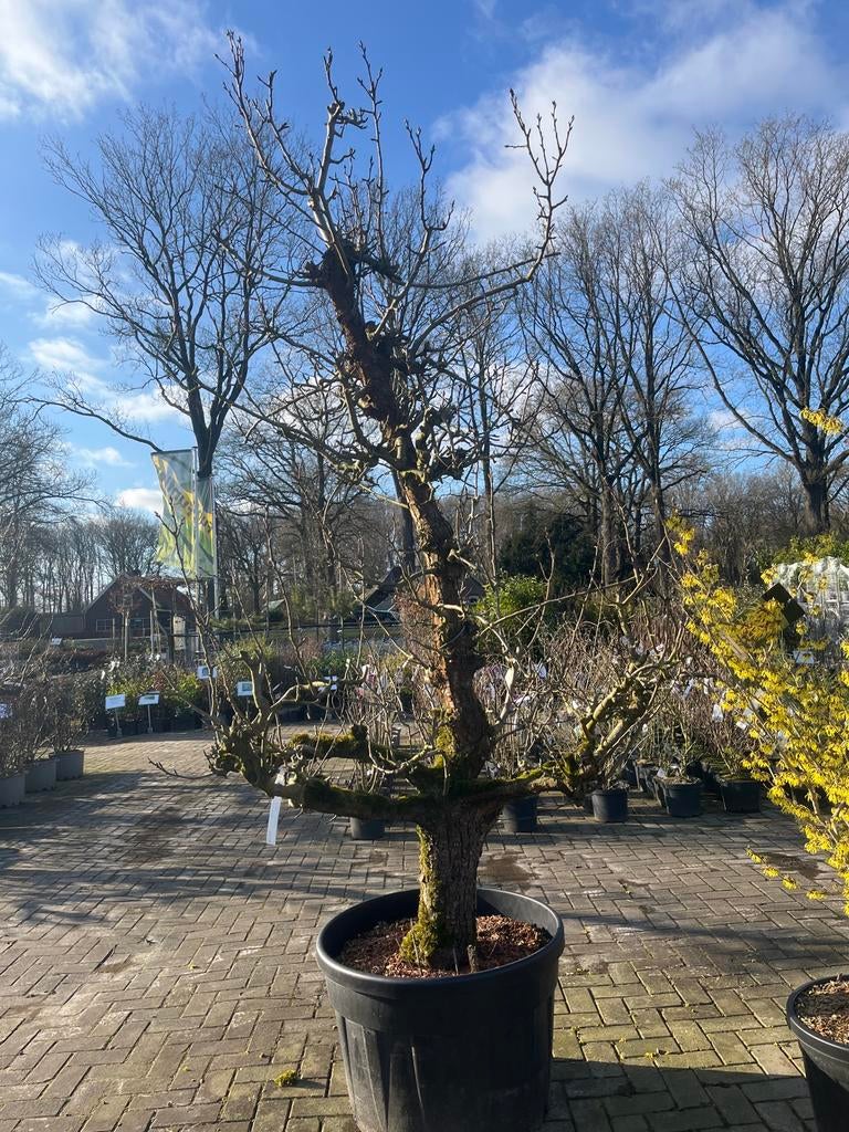 Pyrus Conference (Oude Perenboom), Tuin en Terras, Planten | Bomen, Halfschaduw, Overige soorten, Lente, 250 tot 400 cm