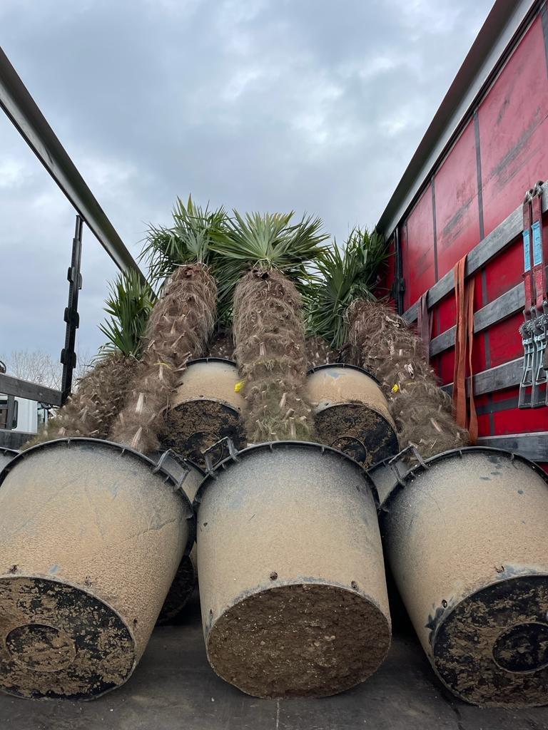 Trachycarpus fortunei palmbomen met stamhoogte 250-350 cm, Tuin en Terras, Halfschaduw, Ophalen of Verzenden, Lente, 250 tot 400 cm