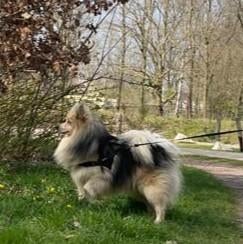 Pomsky dekreu (niet te koop), Dieren en Toebehoren, Eén hond, 3 tot 5 jaar, Nederland, Particulier