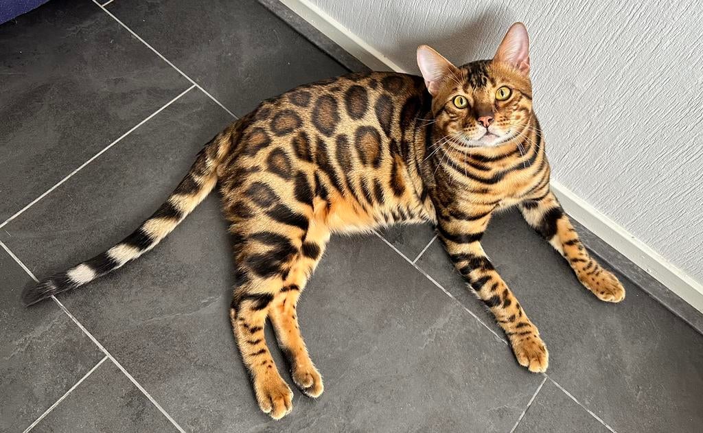 Prachtige bengaal dekkater met stamboom, draagt snow lynx