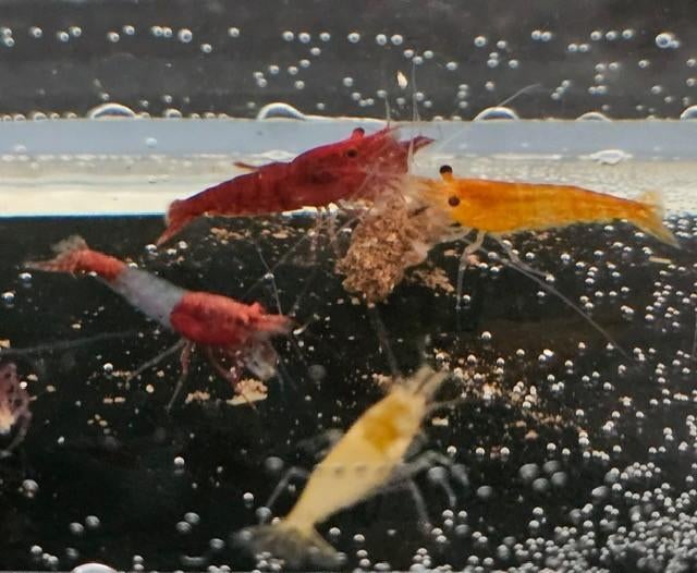 Neocaridina kleuren mix, Kreeft, Krab of Garnaal, Zoetwatervis, Schoolvis