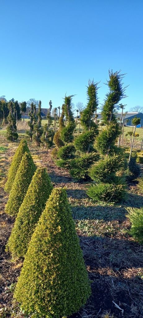 Spiraalconifeer, Tuin en Terras, Planten | Bomen, Ophalen, Volle zon, Overige soorten