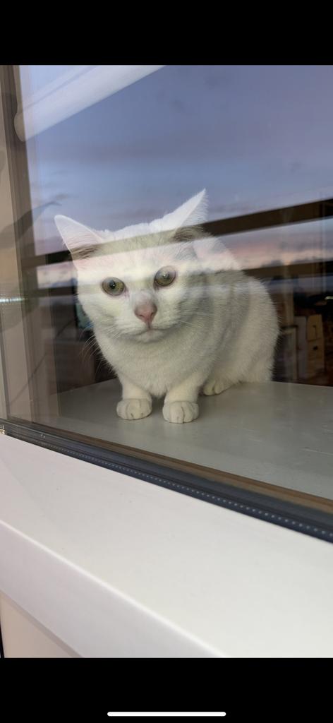 Katjes, Meerdere dieren, Gechipt, 0 tot 2 jaar