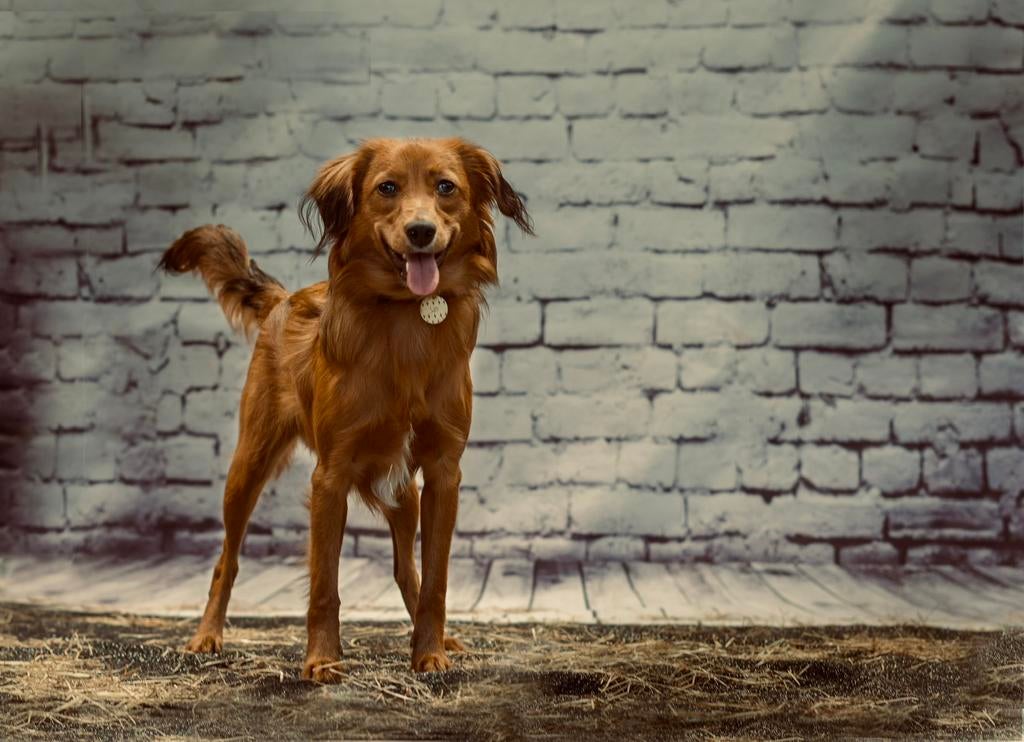 Kooiker X markiesje dekreu, Reu, 1 tot 2 jaar, Parvo, Eén hond