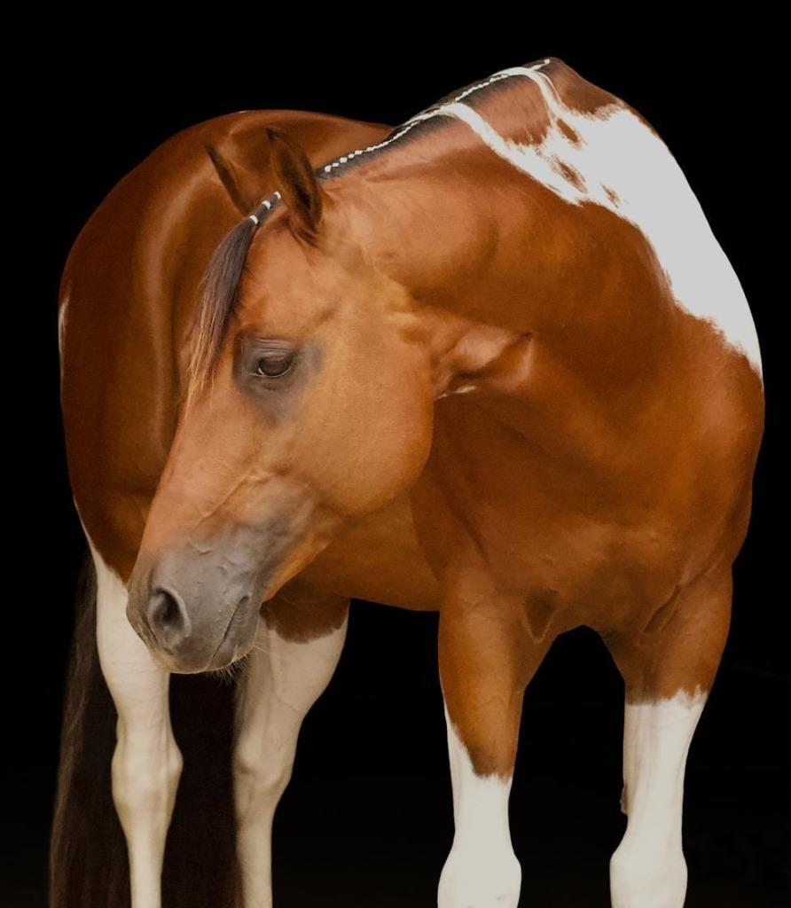 Homozygoot tobiano APHA Paint horse dekhengst, Dieren en Toebehoren, Hengst