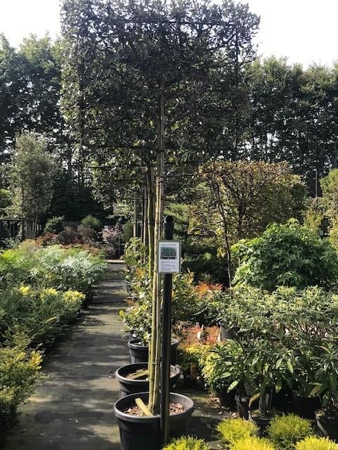 lei steeneik quercus ilex 340 cm hoog stam 190 cm 8-10 dik, Tuin en Terras, Planten | Bomen, Leiboom, Lente, 250 tot 400 cm, Ophalen