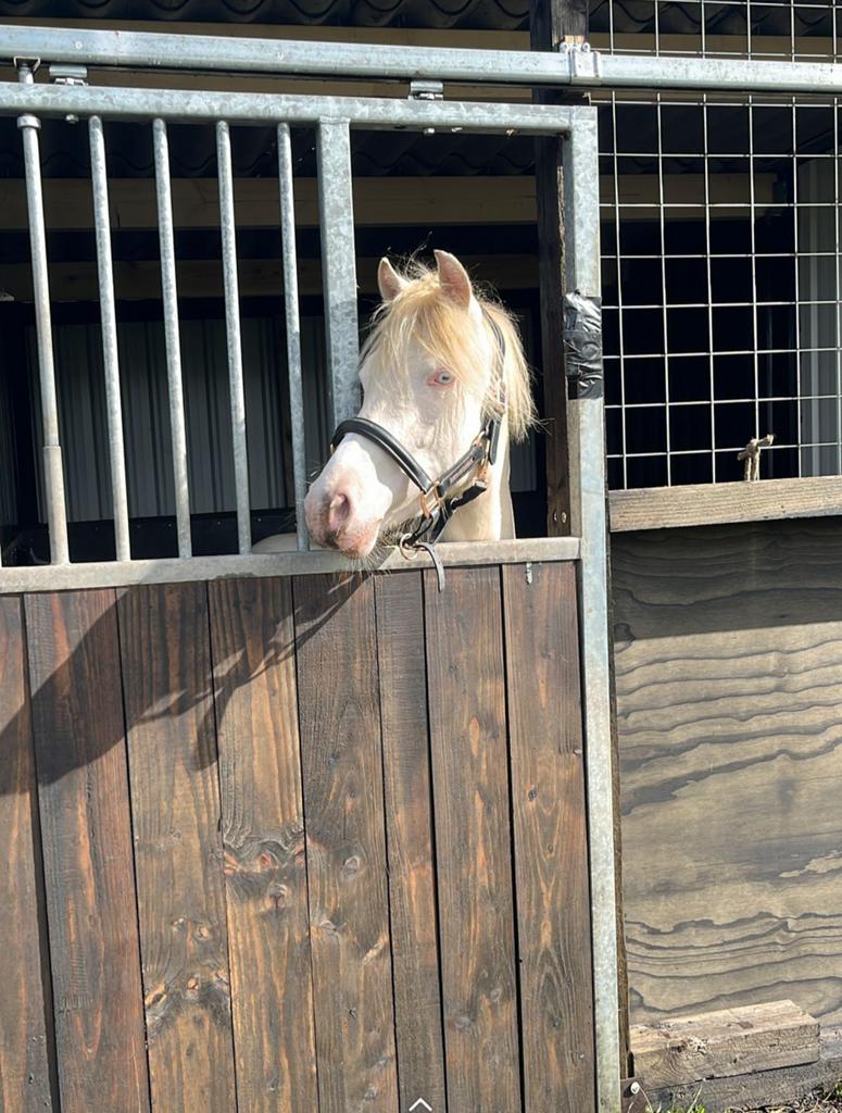 Verzorger verzorgster gezocht, Diensten en Vakmensen, Dieren | Paarden | Verzorging, Oppas en Les, Verzorging of Verzorgpony's