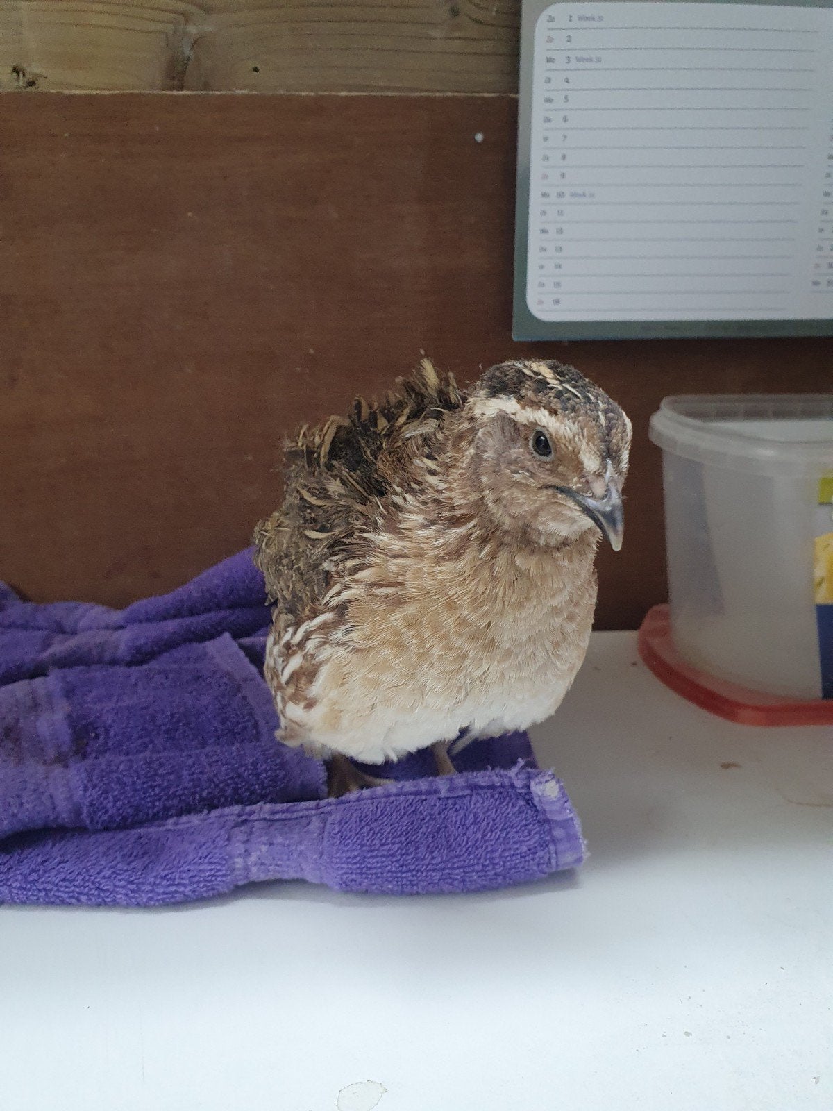 Grote japanse kwartel haan., Dieren en Toebehoren, Mannelijk, Tropenvogel