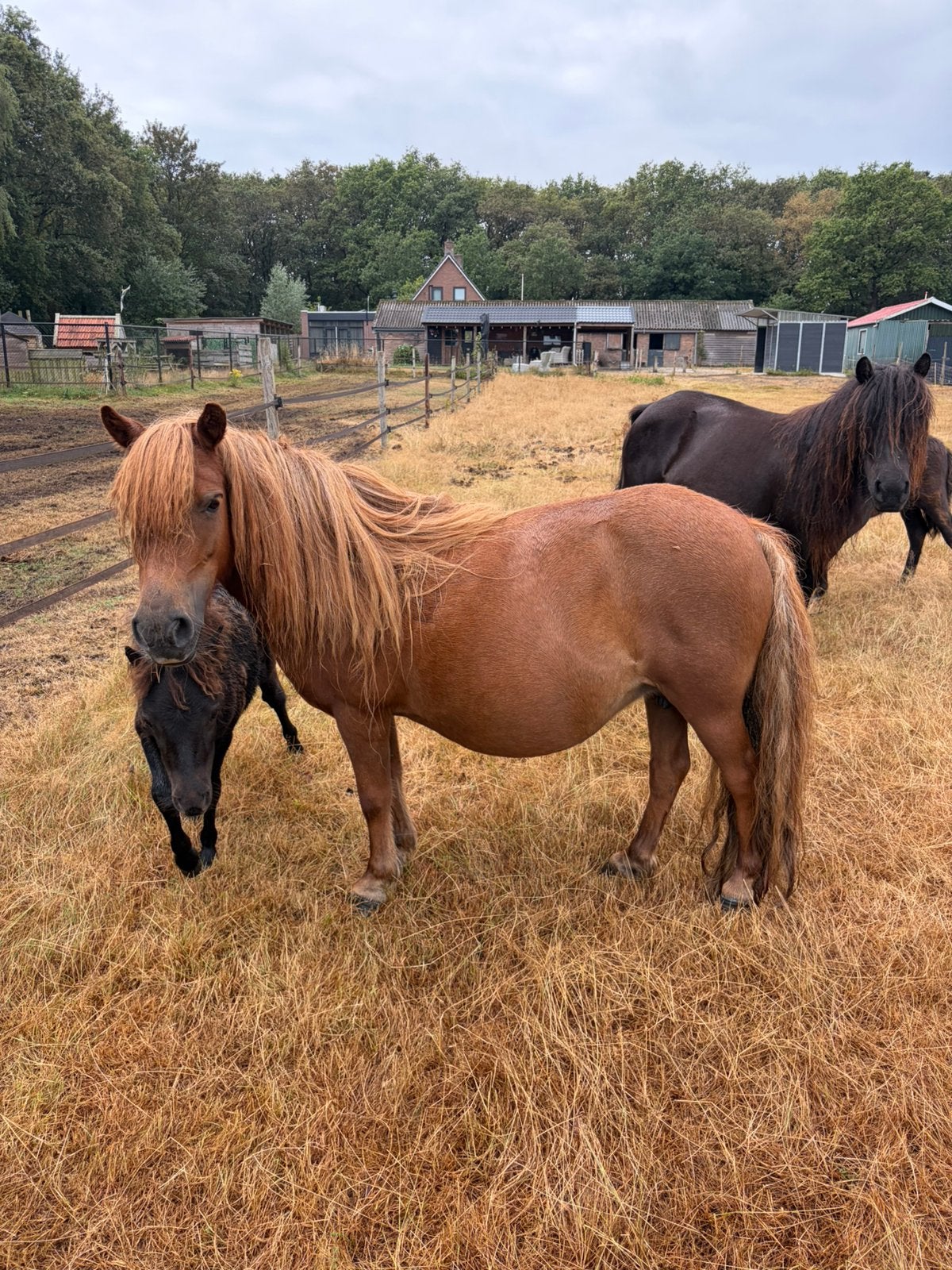 NSPS 2e premie kroonmerrie, Dieren en Toebehoren, Pony's, Merrie, Met stamboom, 7 tot 10 jaar