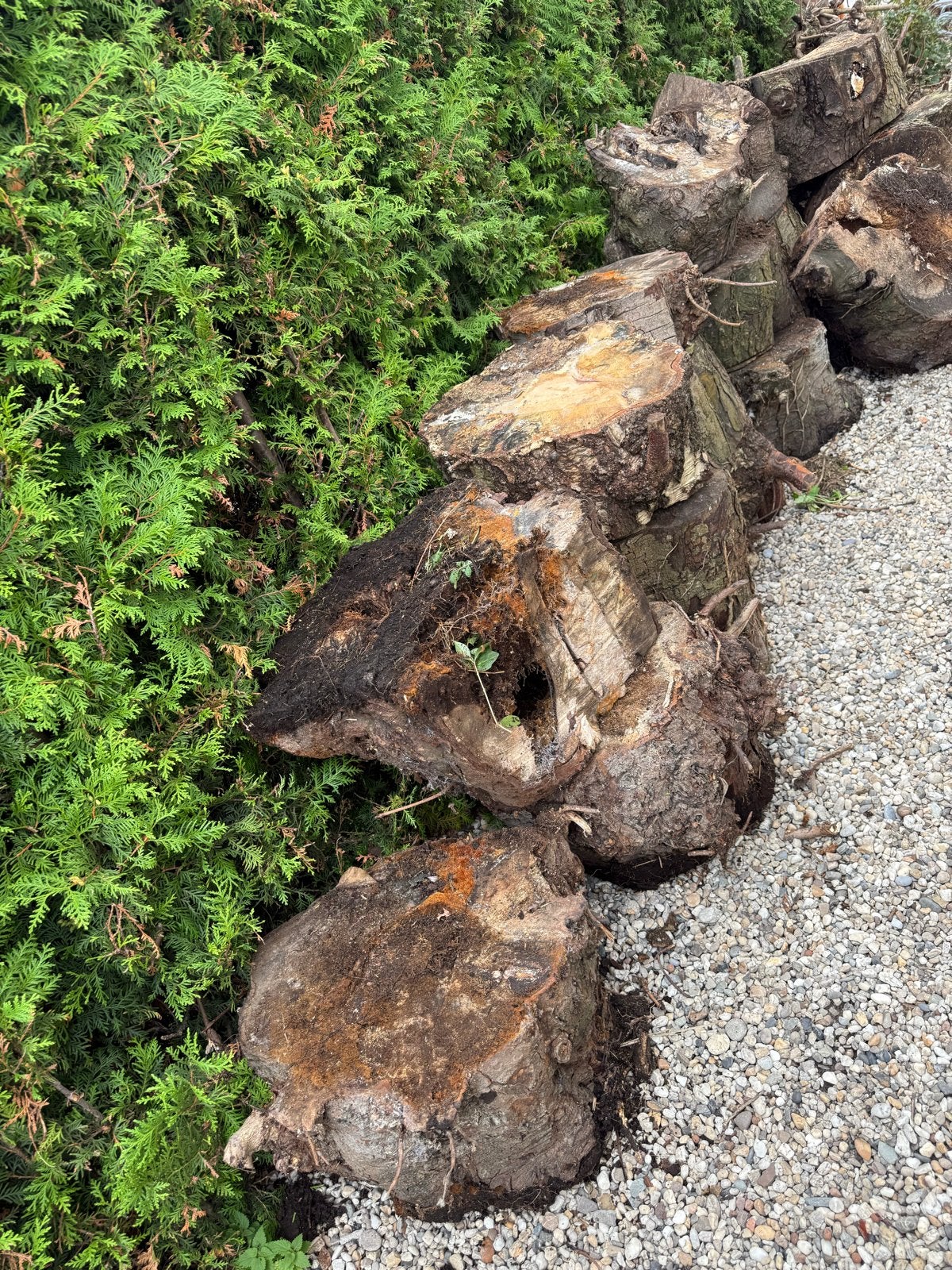 GRATIS OPHALEN: HOUT, 3 tot 6 m³, Ophalen, Overige houtsoorten, Blokken