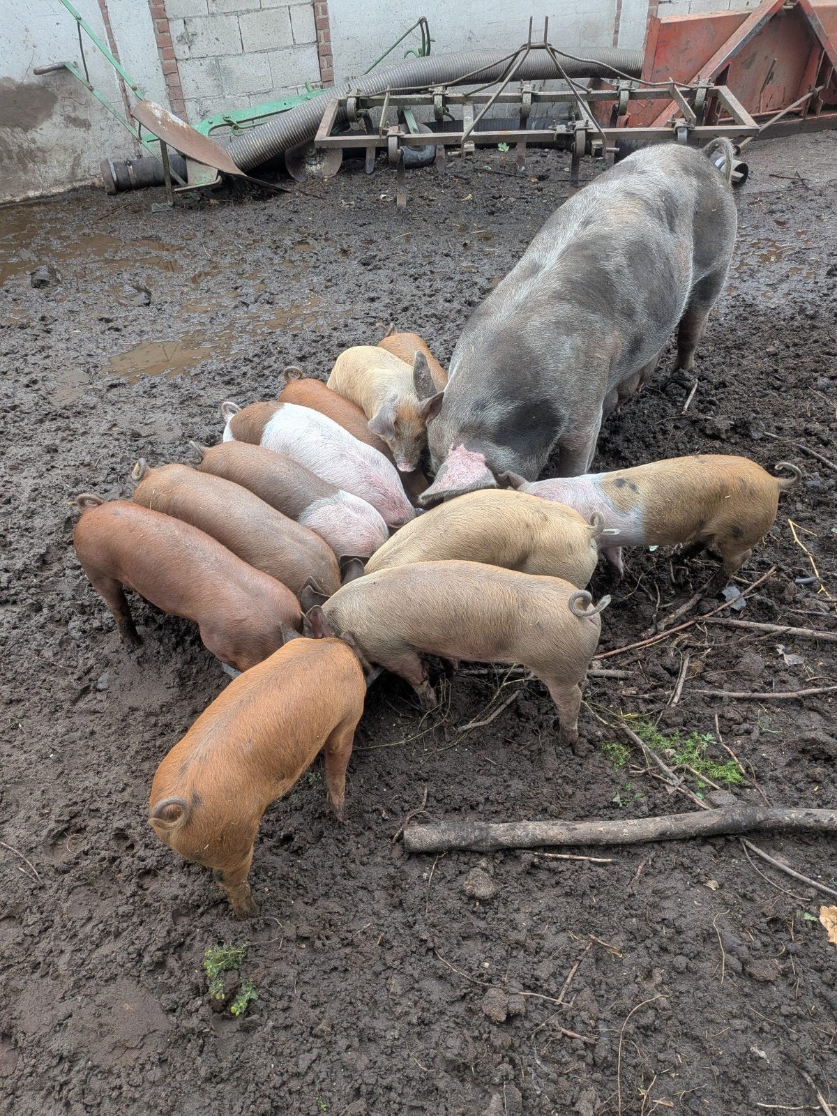 biggen pietrain x husumer, Dieren en Toebehoren, Schapen, Geiten en Varkens, Meerdere dieren, Varken, 0 tot 2 jaar