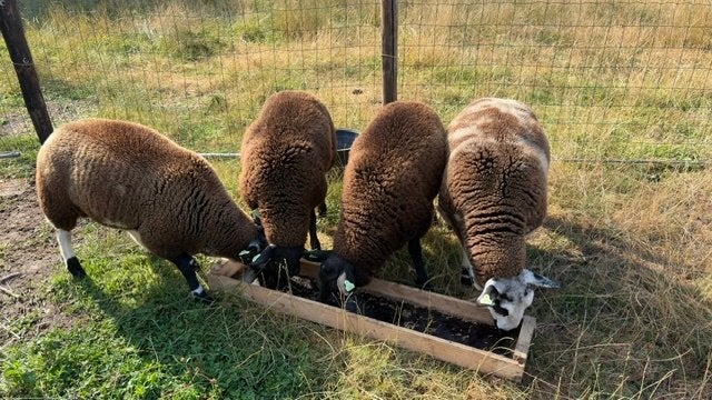 Te koop 4 ram lammeren, Mannelijk, Schaap, 0 tot 2 jaar