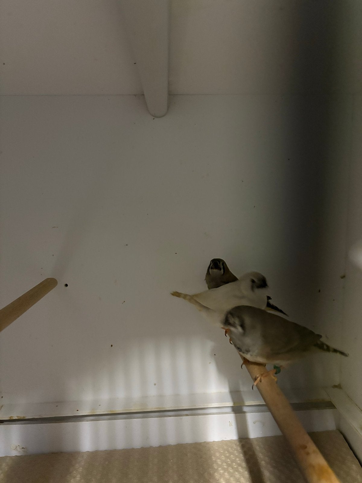 3 jonge zebravinken, Dieren en Toebehoren
