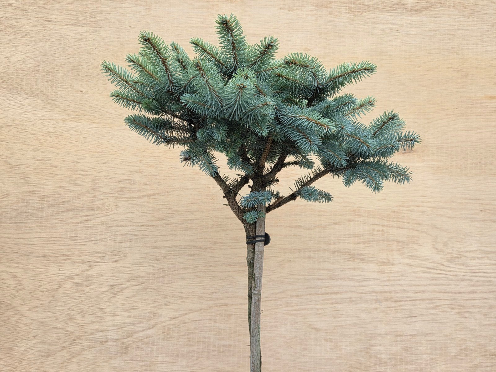 Compacte Bolboom - Blauwspar (Picea pungens), Bloeit niet, Ophalen of Verzenden, 100 tot 250 cm, Volle zon