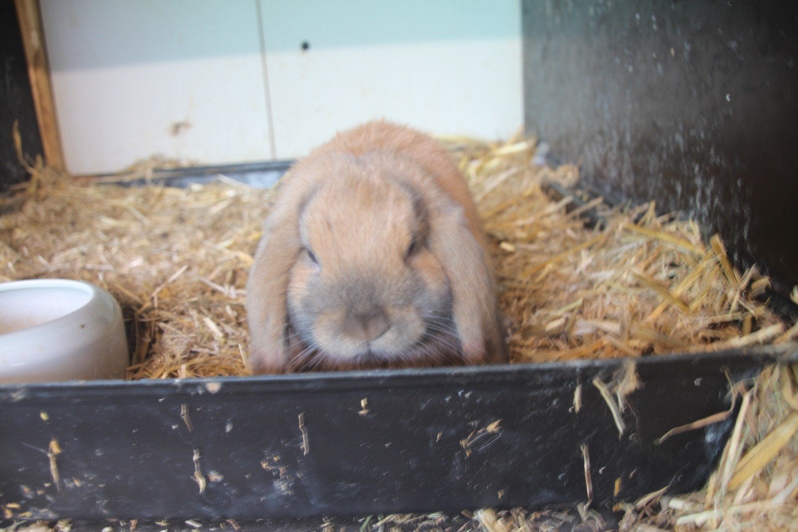 Konijn, Dieren en Toebehoren, Konijnen, Mannelijk, Groot, Hangoor, 0 tot 2 jaar