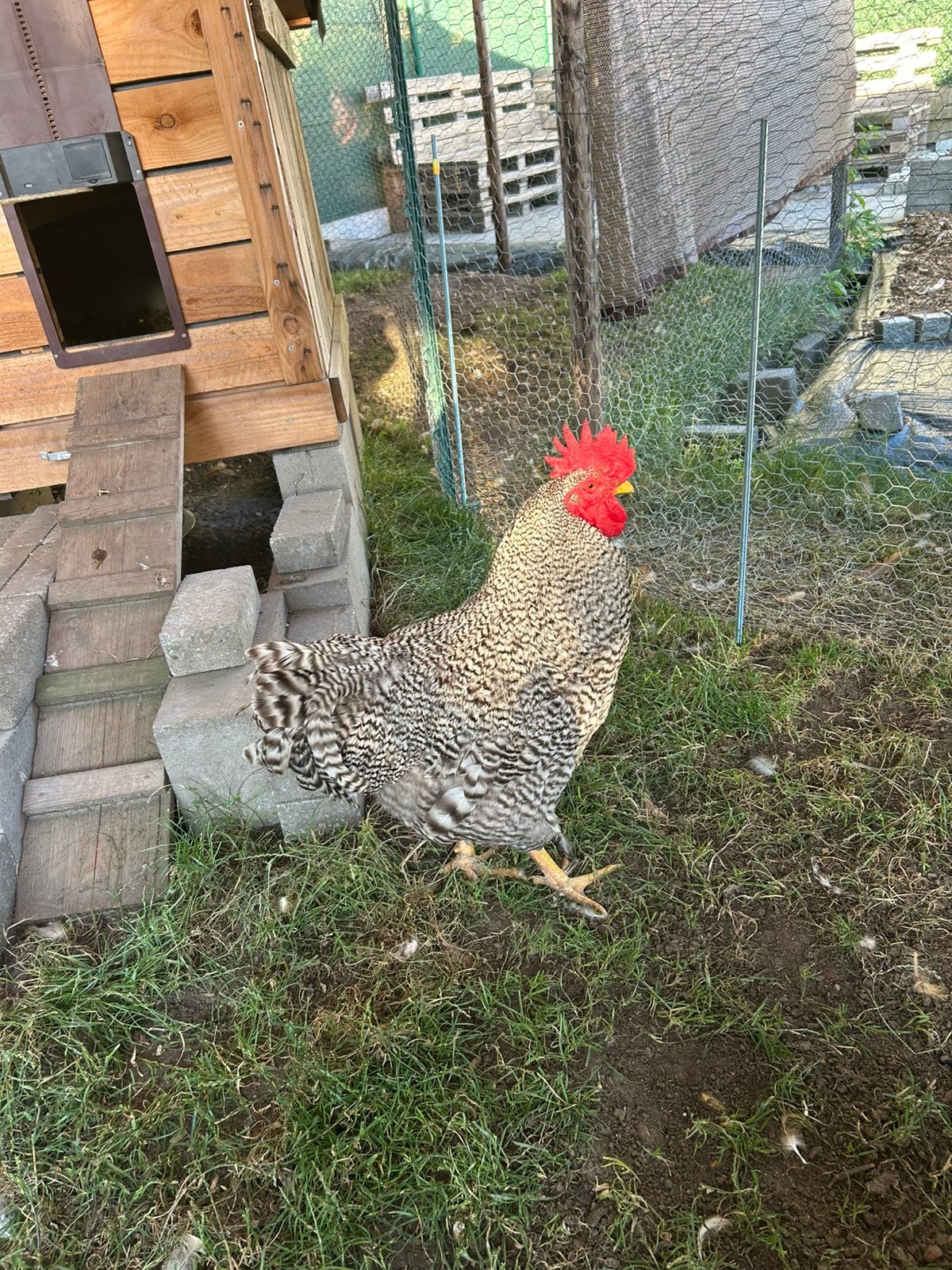 Amrock haan en kip samen, Dieren en Toebehoren, Pluimvee, Meerdere dieren, Kip