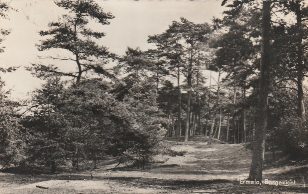 ERMELO Bosgezicht, Verzamelen, Ansichtkaarten | Nederland, Verzenden, 1960 tot 1980, Gelopen, Gelderland