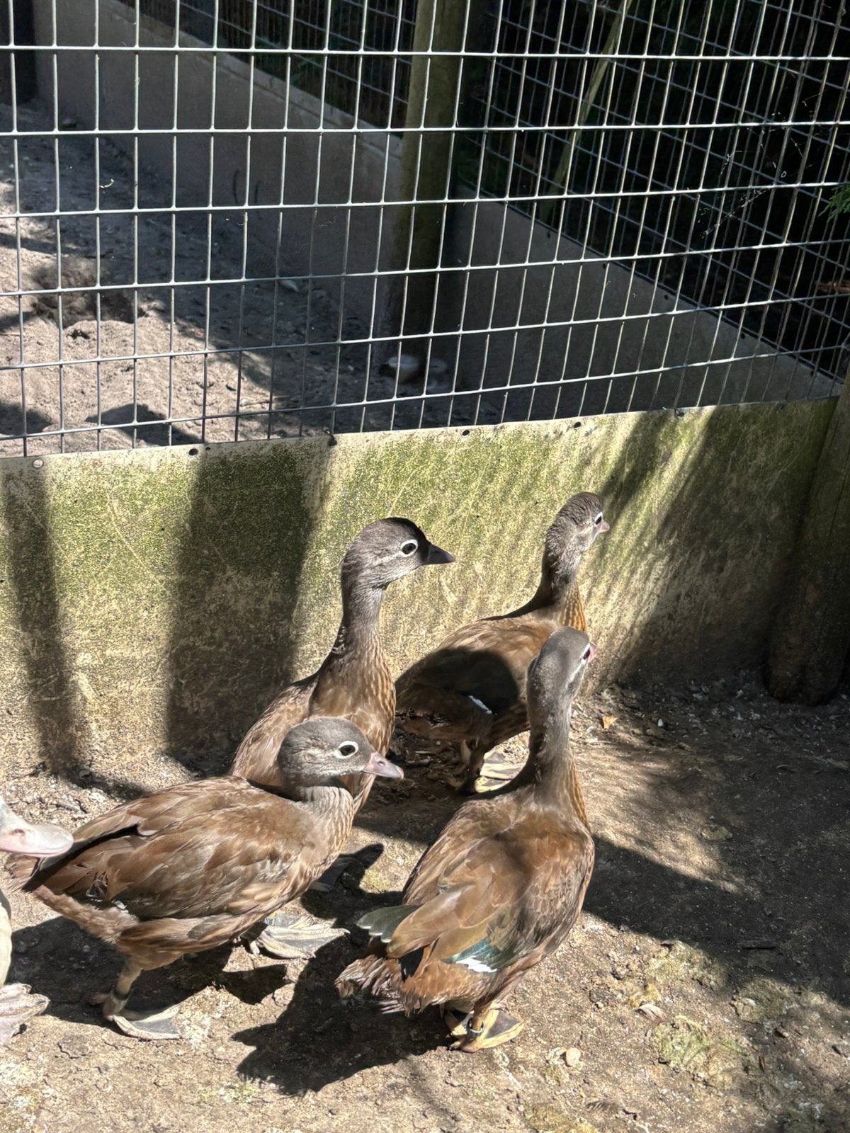 Mandarijneend mandarijneenden mandarijn eenden, Meerdere dieren, Eend