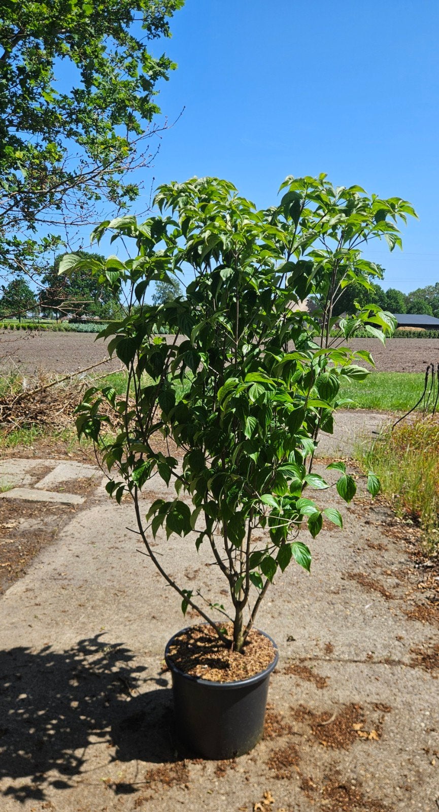 Cornus Kousa Chinensis 125/150 cm, Tuin en Terras, Planten | Struiken en Hagen, Ophalen, Overige soorten, Struik