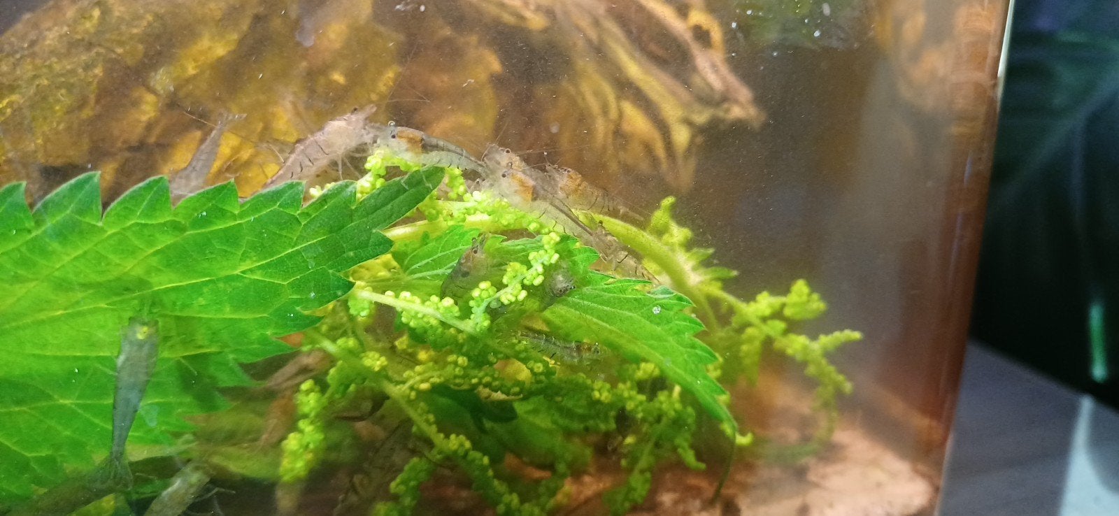 Aquarium garnalen te koop, Dieren en Toebehoren, Kreeft, Krab of Garnaal