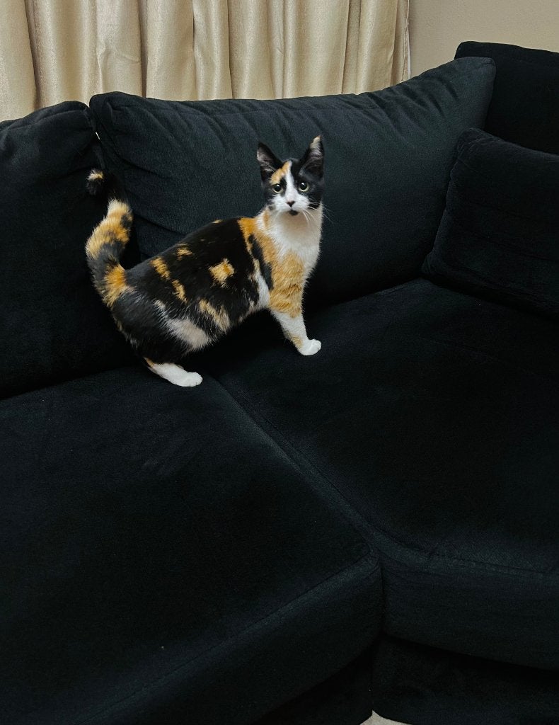 Minou, Ophalen, Nieuw