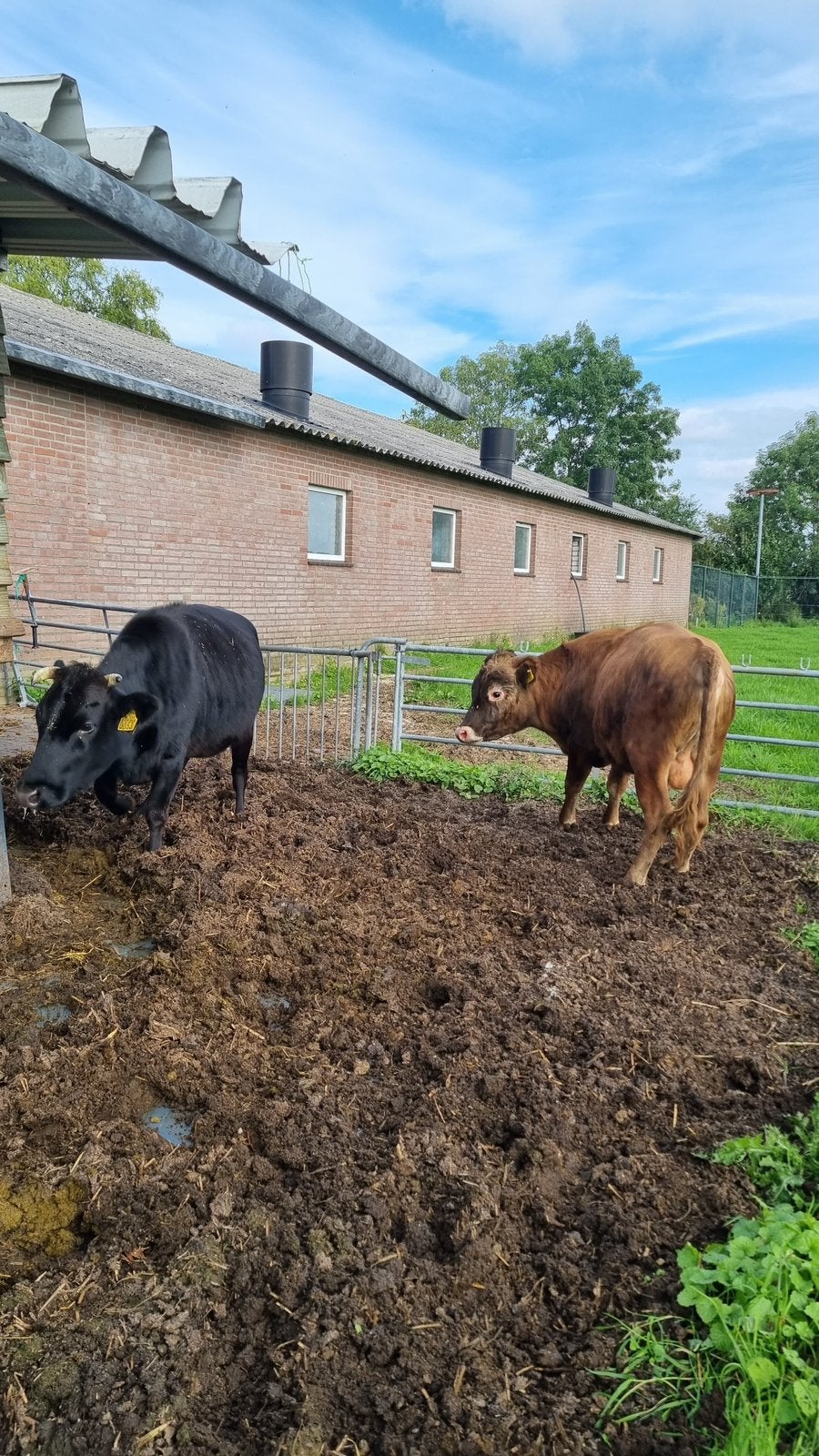Minikoe Dahomey, Dieren en Toebehoren, Meerdere dieren