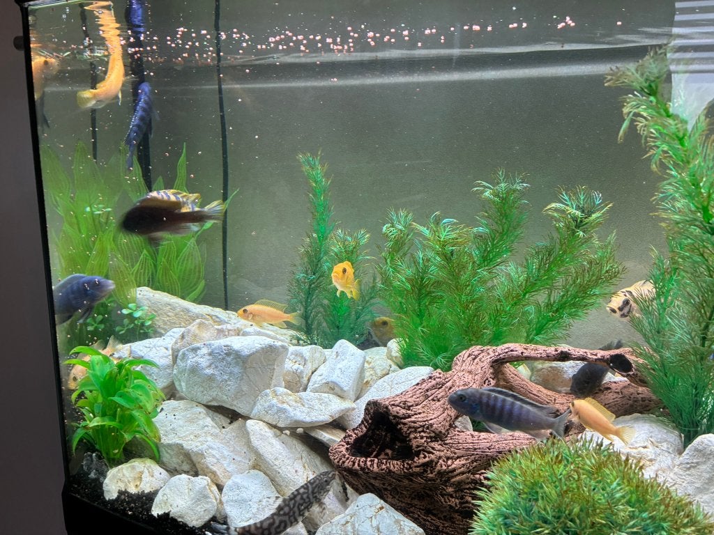 groep cichliden in èèn koop, Dieren en Toebehoren, Vissen | Aquariumvissen, Vis, Zoetwatervis