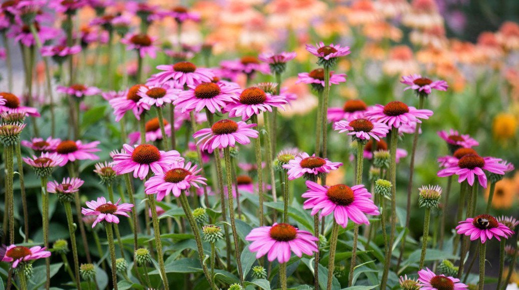 Echinacea Bright Rose P9 - Prachtige Zonnehoed, Overige soorten, Volle zon, Vaste plant, Ophalen of Verzenden