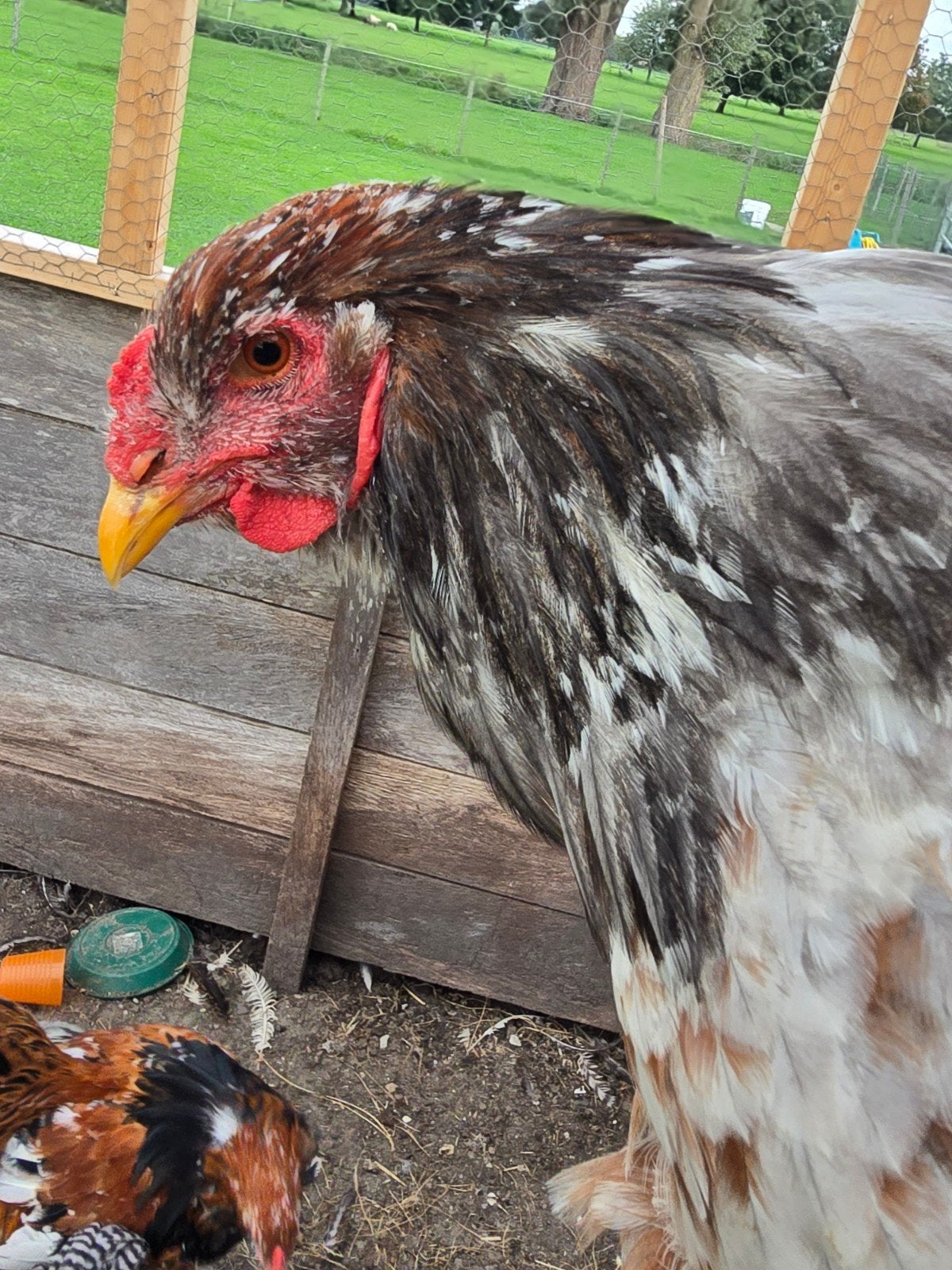 Lieve Brahma haan 2026, Dieren en Toebehoren, Mannelijk, Kip