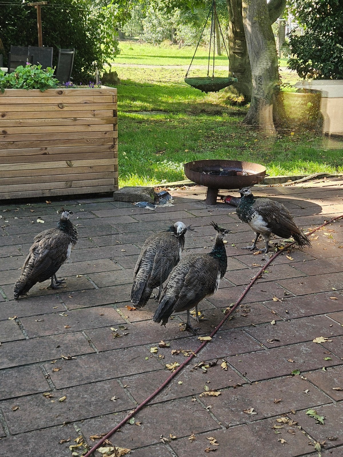 Jonge pauwen, Vrouwelijk