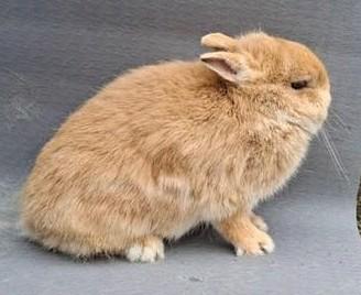 Kleurdwerg ram geel, Dieren en Toebehoren, Konijnen, Mannelijk, Dwerg