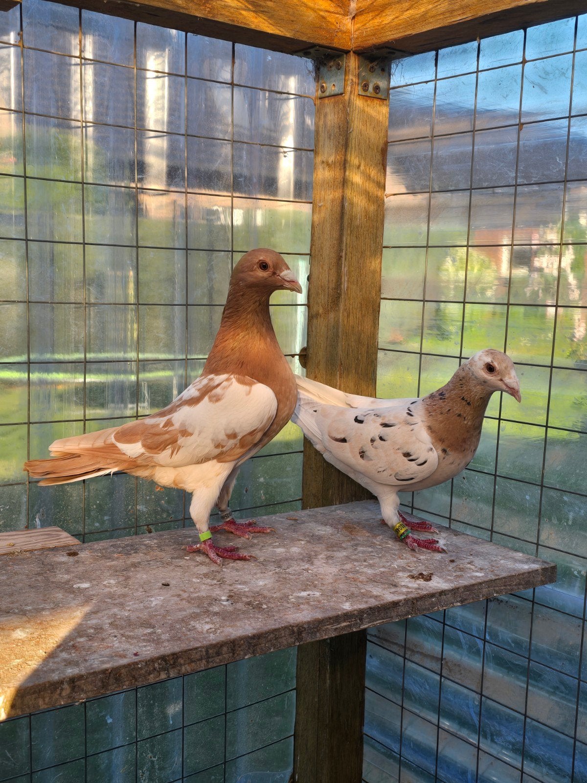 Almond postduiven duiven te koop, Dieren en Toebehoren, Vogels | Duiven, Meerdere dieren, Postduif