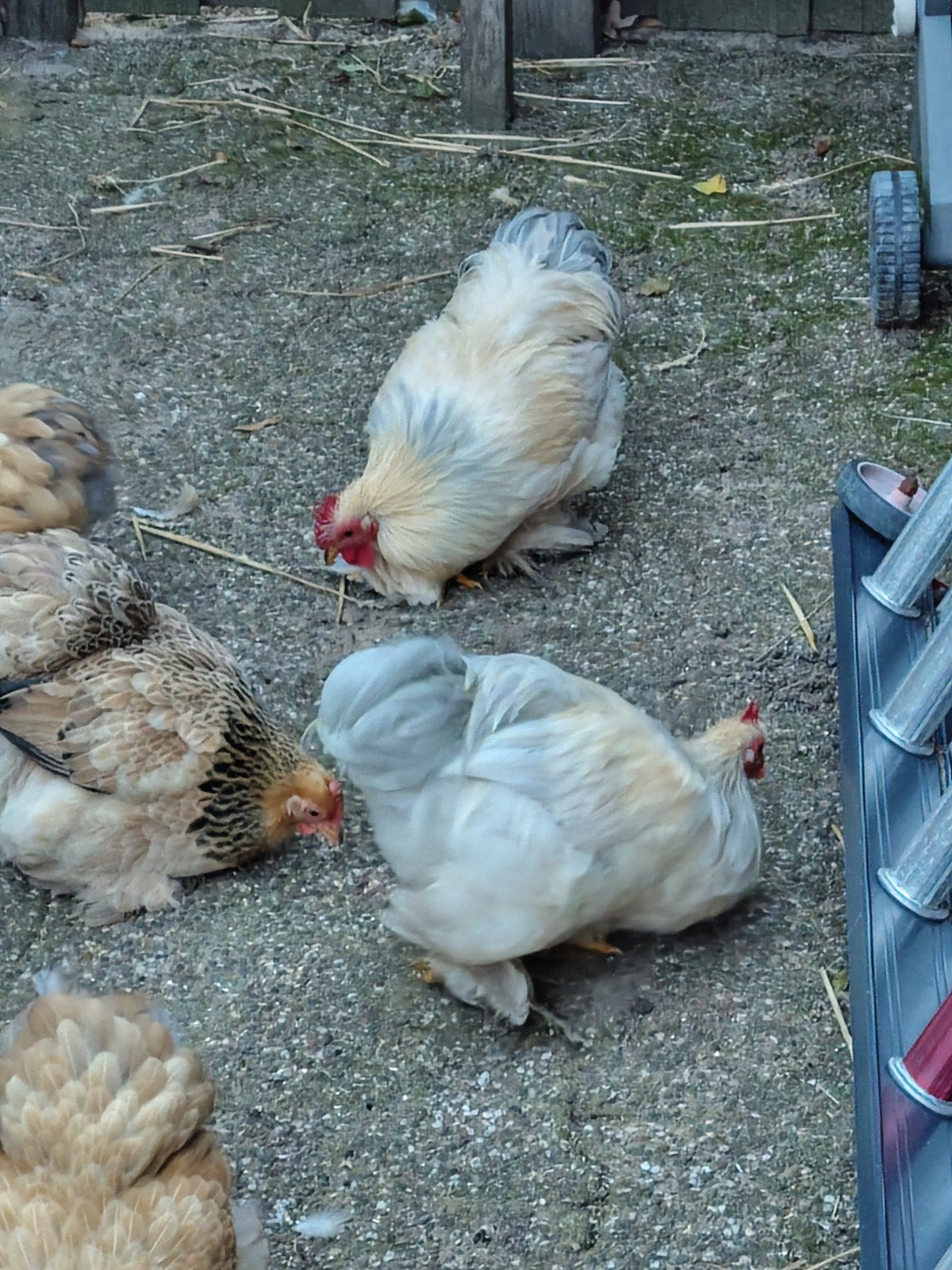Cochin haan, Dieren en Toebehoren, Mannelijk, Kip