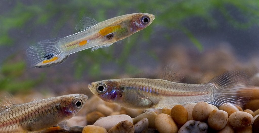 Guppen/guppies/guppy’s/endler guppen, Dieren en Toebehoren, Vissen | Aquariumvissen, Vis