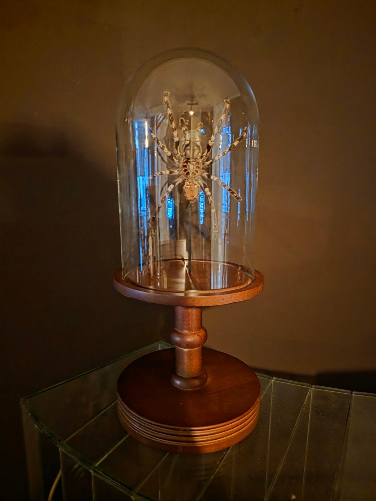 Poecilotheria regalis huid in stolp - Taxidermie, Ophalen of Verzenden, Gebruikt