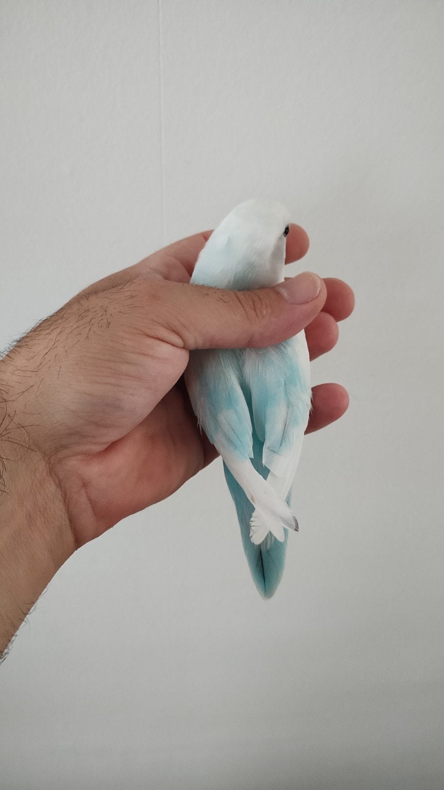 agapornis koppel tam, Meerdere dieren, Dwergpapegaai of Agapornis, Geringd