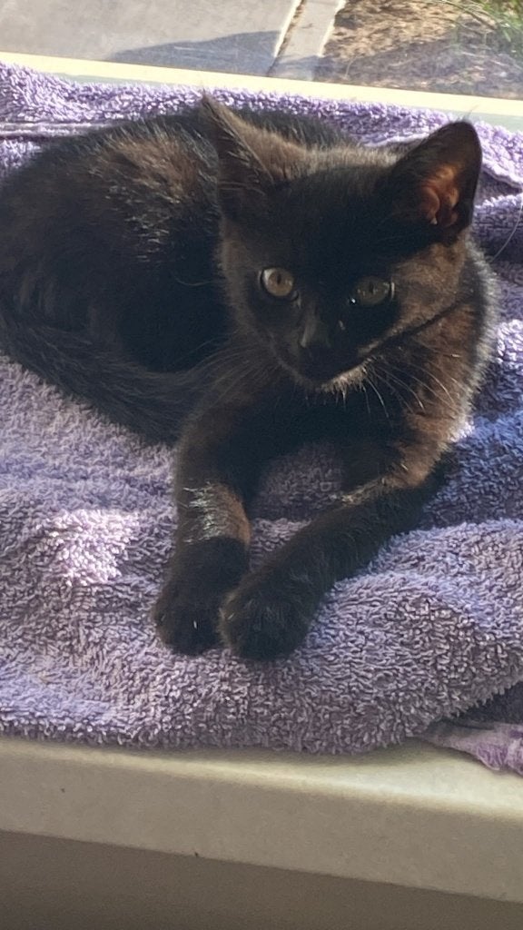 1 super lieve kitten te koop, Dieren en Toebehoren, Katten en Kittens | Raskatten | Korthaar, Poes, 0 tot 2 jaar, Ontwormd