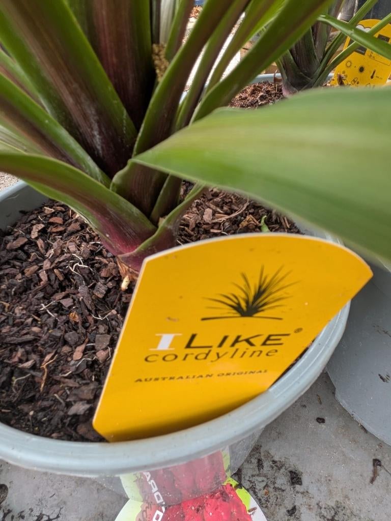 Cordyline indivisa ‘Peko’ – Tropische blikvanger (nog 4), Tuin en Terras, Planten | Tuinplanten, Ophalen, Vaste plant, Siergrassen