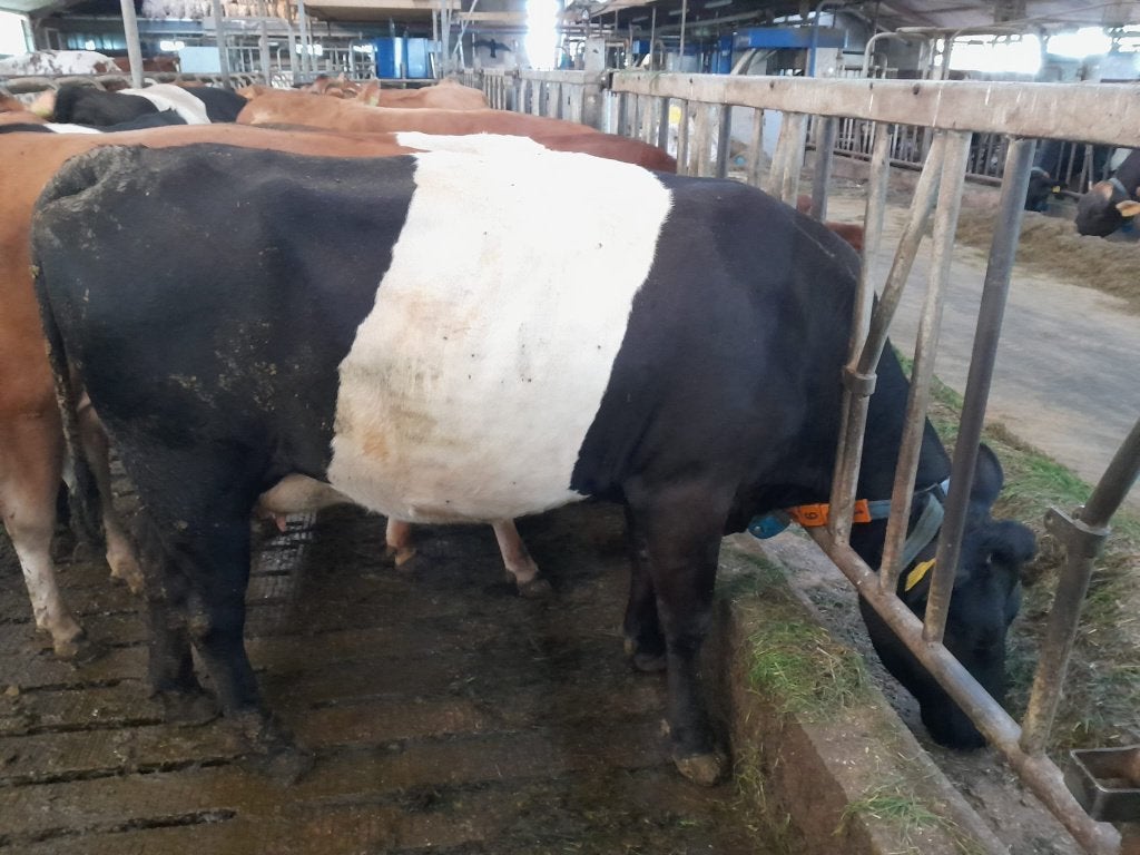 Te koop Lakenvelder, Vrouwelijk, 3 tot 6 jaar