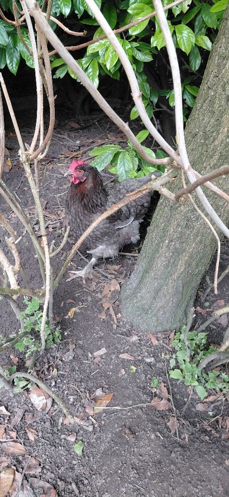 Marans kip, Dieren en Toebehoren, Vrouwelijk, Kip